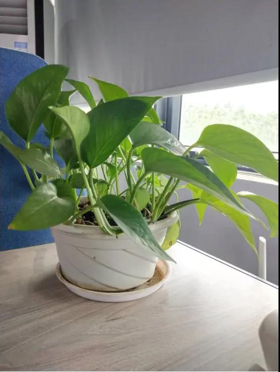 GAVEE辦公家具-綠色植物可以緩解辦公壓力