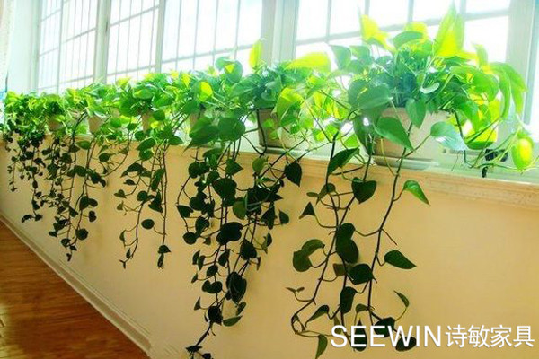 辦公室盆栽|SEEWIN辦公家具廠